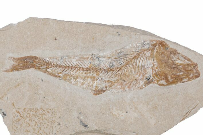 Cretaceous Fossil Fish - Lebanon #218831